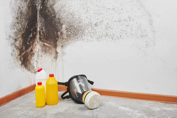 Best White Mold Remediation in Woodmore, MD