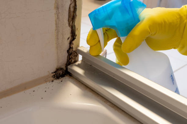 Best Residential Mold Remediation in Woodmore, MD