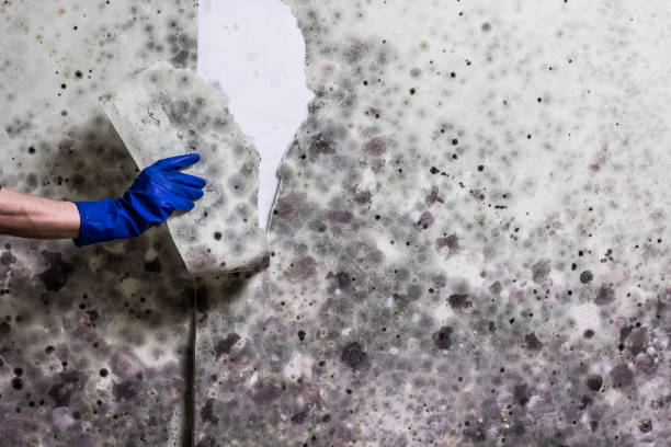 Best Localized Mold Remediation (e.g., coastal areas, humid climates) in Woodmore, MD