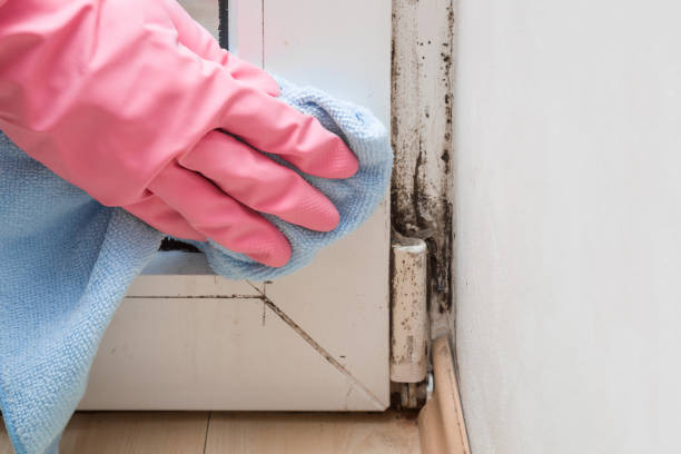 Best HVAC Mold Remediation in Woodmore, MD